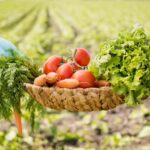 Organic-Farming